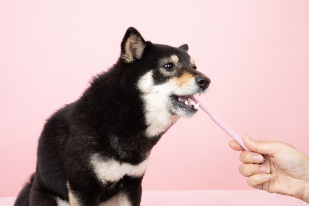 犬の歯周病の予防方法