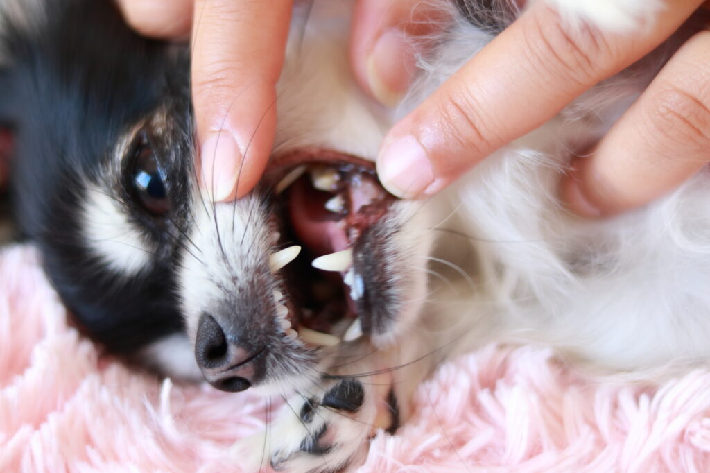 犬の歯茎が黒いときに考えられる原因