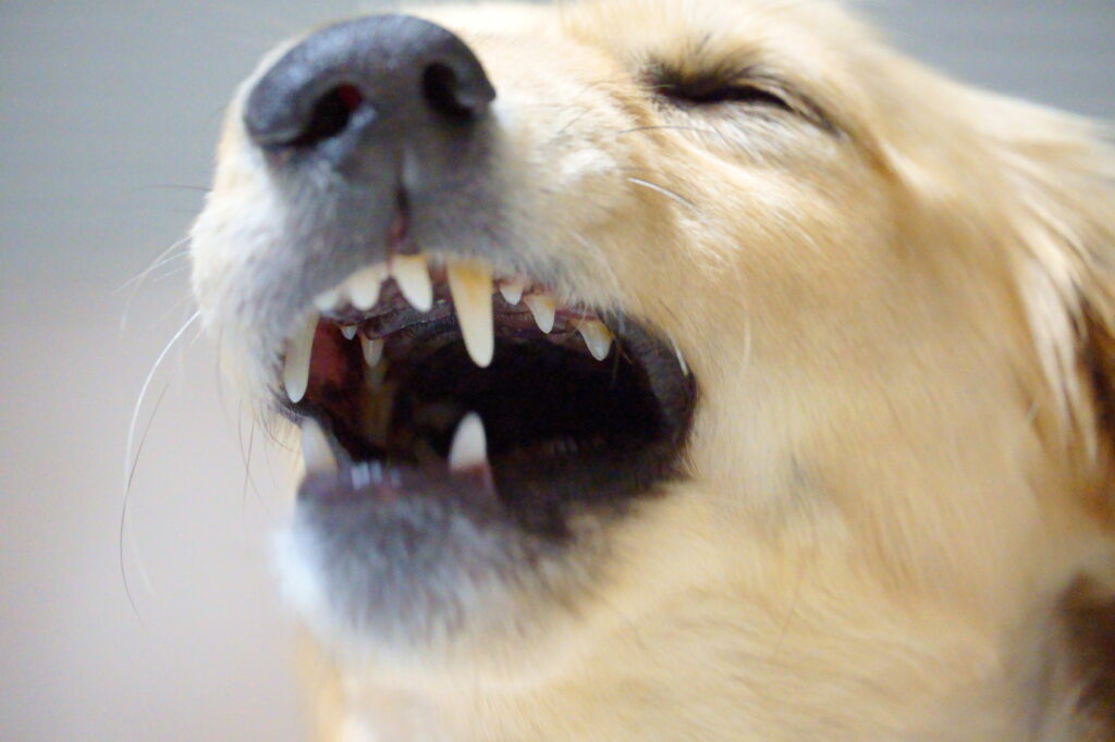 歯周病菌は“生きても死んでも”厄介!?愛犬のお口の中で起きていること